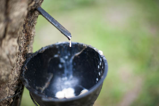Recolha do látex para produção de borracha natural Recolha do látex para produção de borracha natural