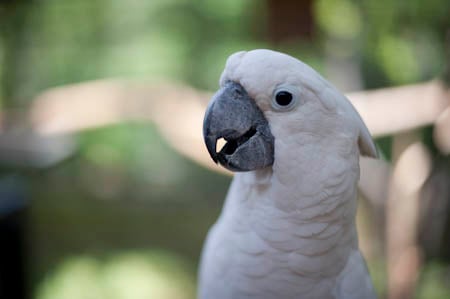Papagaio Papagaio