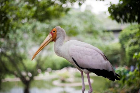 Alguns habitantes do Bird Park andam livremente pelo espaço do parque Alguns habitantes do Bird Park andam livremente pelo espaço do parque